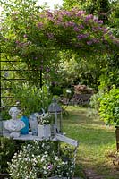 Séparateur de jardin en treillis avec Rosa 'Veilchenblau' - rose sauvage - formé le long de celui-ci, devant une table avec des objets de collection vintage