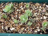 Sedum - jeunes plantules poussant sur un plateau en plastique.