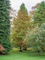 Sequoia sempervirens - séquoia côtier - change de couleur à l'approche de l'automne.