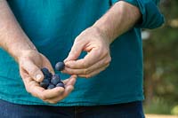 Personne tenant des fruits cueillis de Prunus 'Delma' - damsons