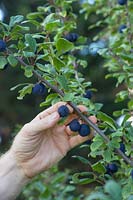 Personne récoltant Prunus 'Delma' - Damson 'Delma' fruit de l'arbre.