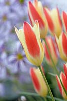 Tulipa clusiana var. chrysantha 'Gemme de Tubergen' - Tulipe 'Gemme de Tubergen'