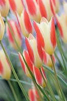 Tulipa clusiana var. chrysantha 'Gemme de Tubergen' - tulipe