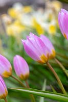 Tulipa saxatilis 'Merveille lilas' - Tulipe Candia 'Merveille lilas'