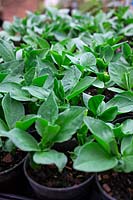 Cultiver Vicia faba 'Witkiem Manita' - haricot large - en pots pour éviter les problèmes de ravageurs et le gain d'un démarrage précoce avant la plantation