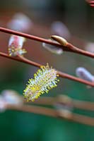 Salix purpurea 'Nancy Saunders' - Saule à tige rouge avec saule