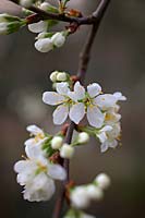 Prunus insititia 'Merryweather' - Damson - fleur