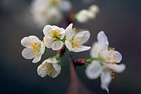 Prunus insititia 'Merryweather' - Damson - fleur