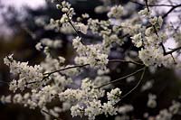 Prunus insititia - Damson - fleur