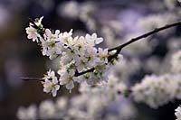 Prunus insititia - Damson - fleur