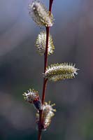 Salix purpurea 'Nancy Saunders' - Saule à tige rouge