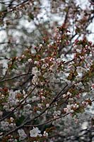 Prunus 'Tai-haku' - Grande Cerise Blanche
