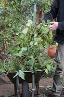 Phaseolus coccineus - jardinier mettant vieux plants de haricots dans une brouette qui ont été retirés d'un potager à l'automne après la récolte