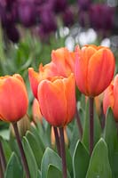 Tulipa 'Daydream' - Darwin Hybrid Tulip 'Daydream'