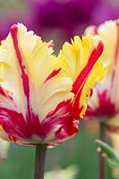 Tulipa 'Perroquet flamboyant '.