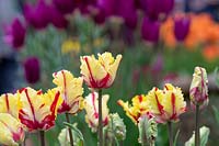 Tulipa 'Perroquet flamboyant '.