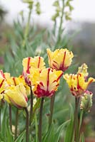 Tulipa 'Flaming Parrot' - Tulipe perroquet