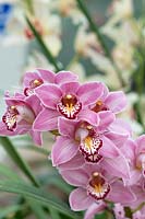 Cymbidium rosanette gx - Orchidée