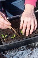 Jardinier repiquant et plantant sur des semis de calendula