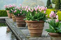 Rangée de pots en terre cuite plantés de Tulipa 'Apricot Delight' le long d'un étang formel.