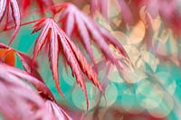 Acer palmatum 'Trompenburg' - Acer japonais