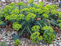 Euphorbia myrsinites, une plante tolérante à la sécheresse et au sel, avec du paillis de galets dans un jardin en bord de mer