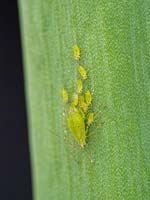 Greenfly - Pucerons - sur plante