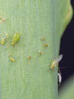 Greenfly - Pucerons - sur plante