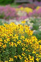 Erysimum 'Rysi Bronze' - Giroflée