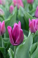 Tulipa 'Passionale' - Tulipe