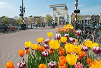 Amsterdam Tulip Festival - Tulipa mélangée en pots le long de l'emblématique Magere Brug.