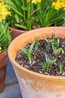Pot à bulbes en couches avec des feuilles de Tulipa 'Passionale' et de Crocus 'Ruby Giant'.