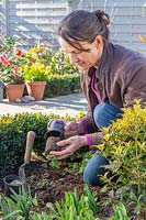 Femme de basculement des semis Potentilla 'Monarch's Velvet' du pot prêt à planter en parterre de fleurs.