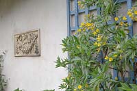 Piptanthus nepalensis - Laburnum à feuilles persistantes poussant contre des treillis, en vue d'une plaque murale en céramique décorative dans un jardin à l'italienne.
