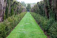 Découvre le Taxus baccata - Yew Avenue dans le jardin clos. Jardin Miserden, près de Stroud, Gloucestershire, Royaume-Uni.