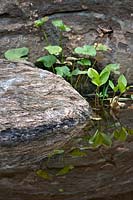Réflexions de plantes et de rochers dans l'étang.