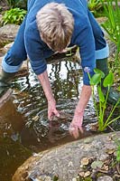 Margaret Ginblett positionne Eichhornia crassipes - Jacinthe d'eau - à l'aide de pierres pour créer une étagère.
