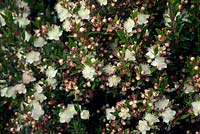 Luma apiculata - Myrte chilien