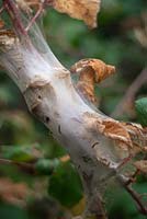 Larves ou chenilles de petits hermines - Yponomeuta spp sur Blackberry - Rubus