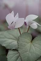 Cyclamen hederifolium var.hederifolium f.albiflorum 'White Cloud'