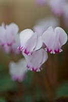 Cyclamen hederifolium subsp. crassifolium