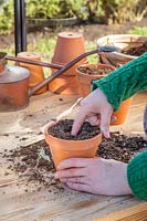 Femme à l'aide de doigt pour trou dans le compost pour la coupe enracinée de Cotoneaster franchetii.