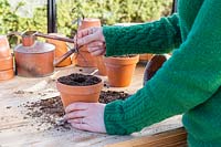 Femme plantant la coupe enracinée de Cotoneaster franchetii en pot en terre cuite.