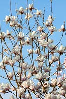 Magnolia 'Voie lactée'