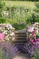 Vue des marches du jardin encadrées par Rosa mundi et Rose 'Felicia, menant au potager.