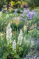 Parterre de fleurs avec Iris spuria 'Neophyte', Acidanthera bicolor, Nepeta faassenii 'Walker's Low' - Catmint -, Salvia sclarea 'Vatican White' et herbe ornementale Stipa gigantea