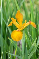 Iris spuria 'Sahara Sands'