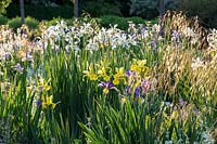 Parterre d'iris avec Iris spuria 'Eleanor Hill', Iris orientalis 'Frigia' et Iris spuria 'Sunny Day' avec des têtes de semences d'herbe ornementale Stipa gigantea
