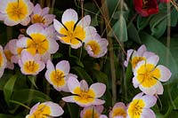 Tulipa bakeri 'Lilac Wonder' - Espèce Tulip