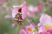Arctia caja - Garden Tiger Moth sur l'anémone japonaise.
